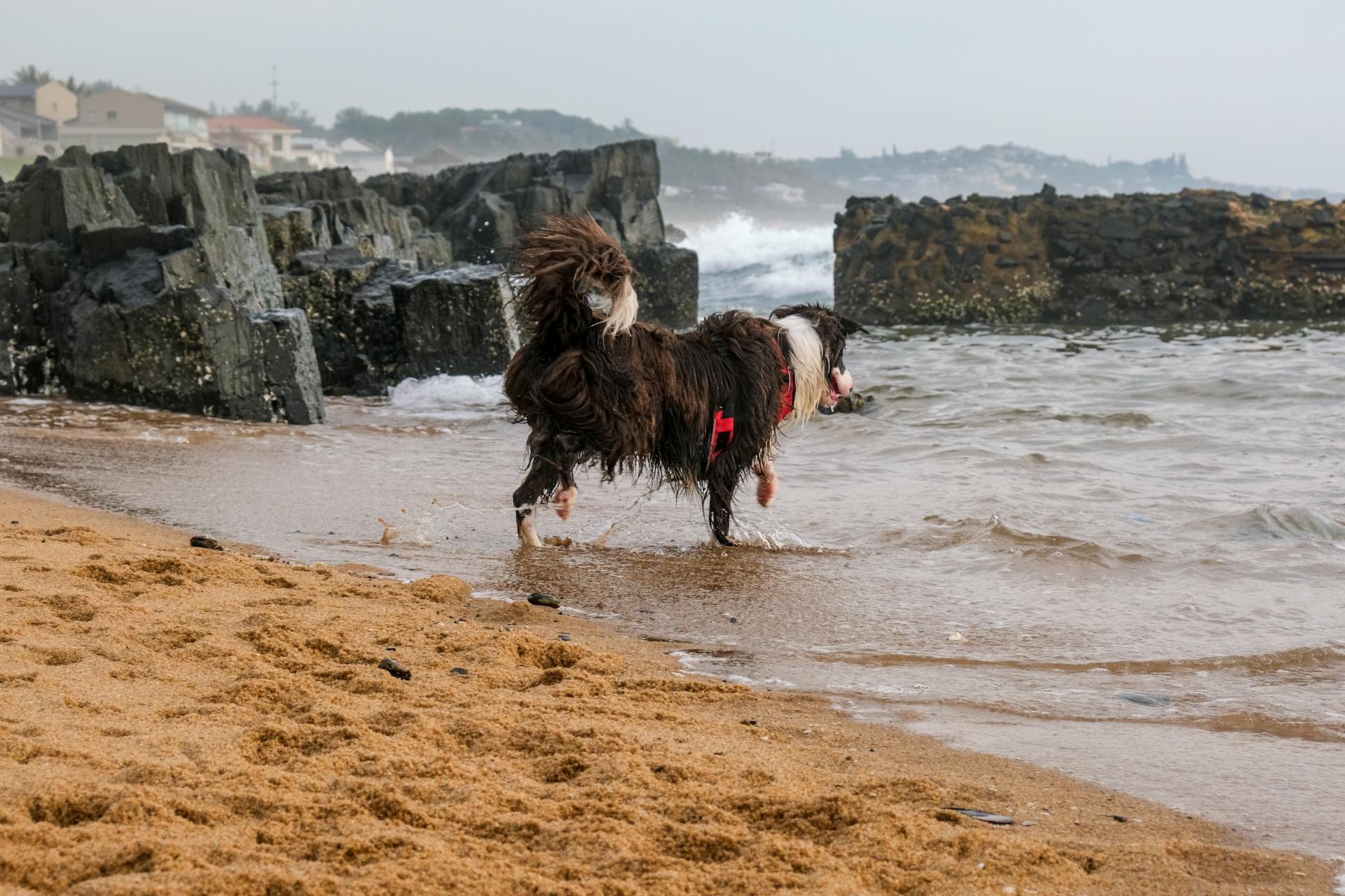 Een baardkollie op een strand