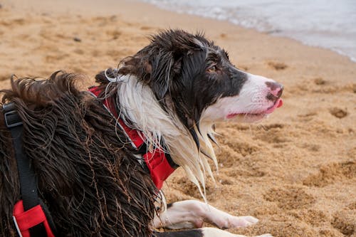 A Furry and Wet Border Collie Lying on Brown Sand