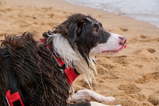 Adorable wet Border Collie resting on a sandy beach, enjoying the outdoors.