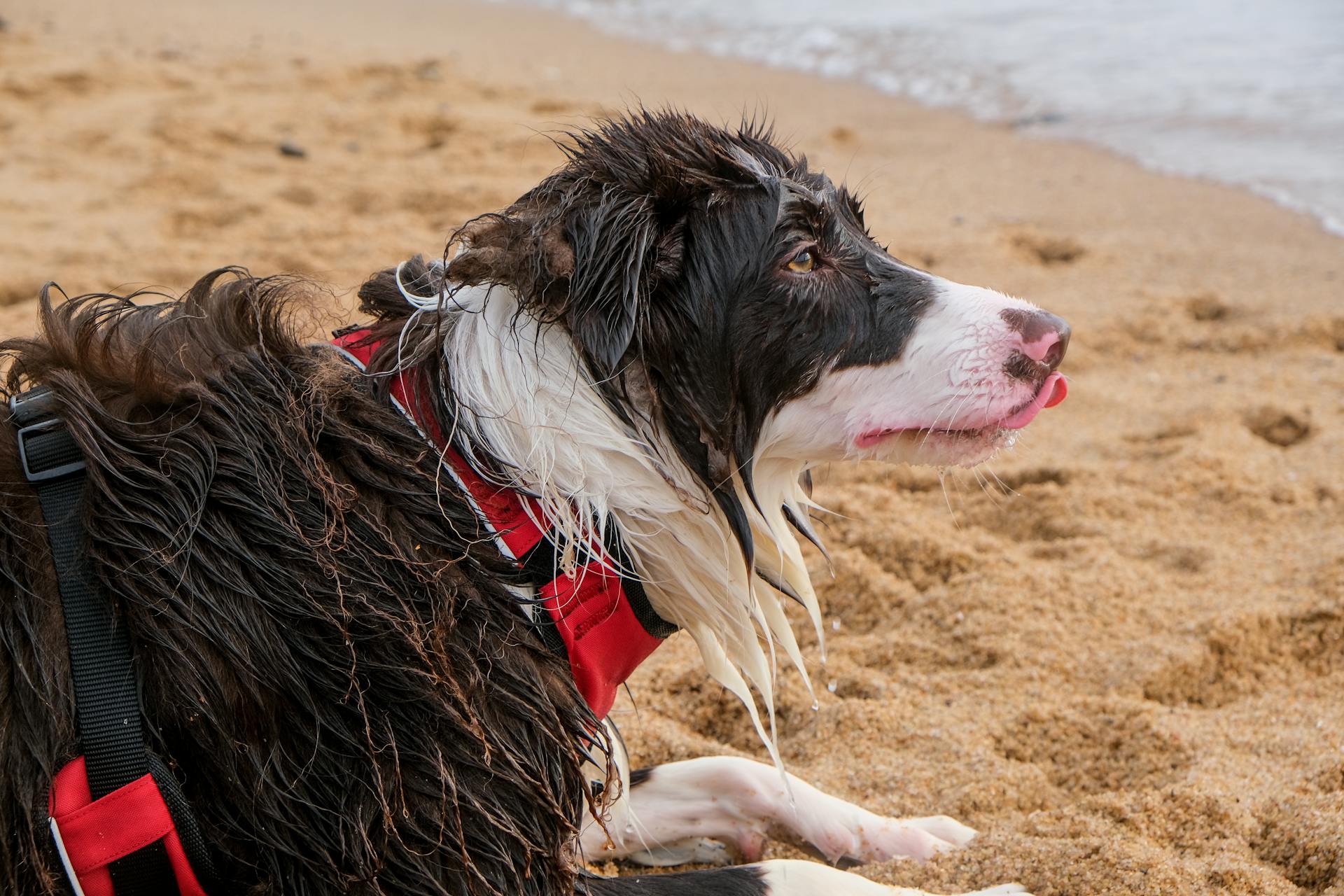 En pälsig och våt bordercollie som ligger på brun sand