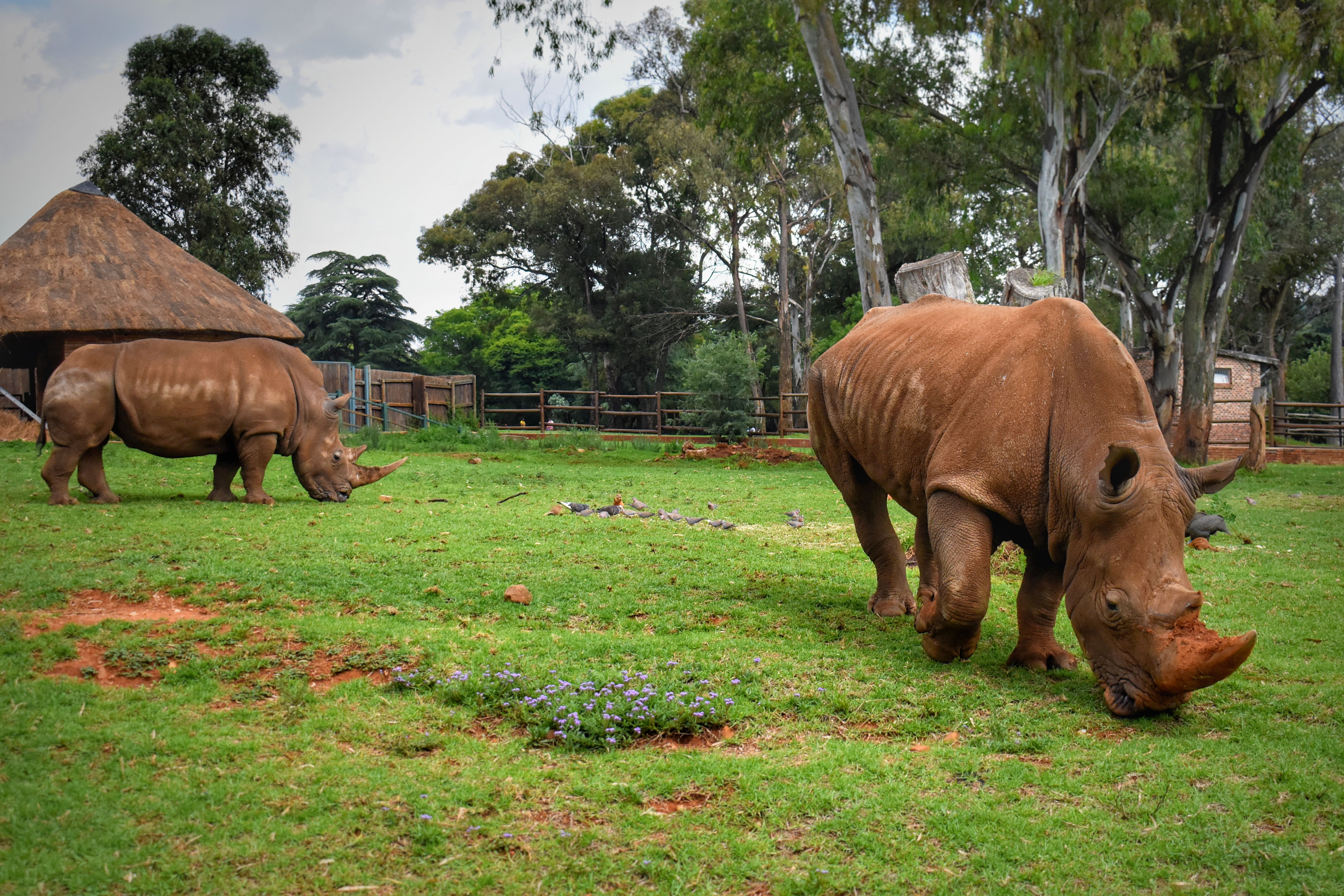 Exclusive Rhino Experience