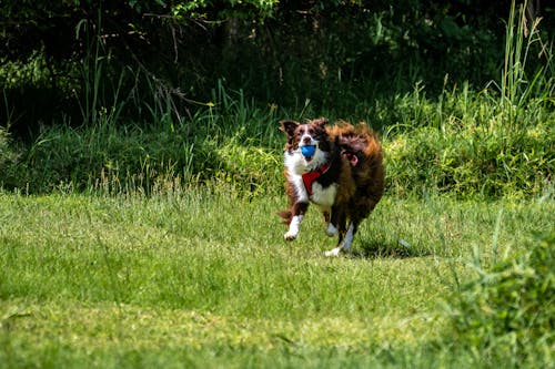 A Border Collie Playing on a Grassy Field