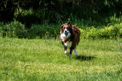 A Border Collie Playing on a Grassy Field