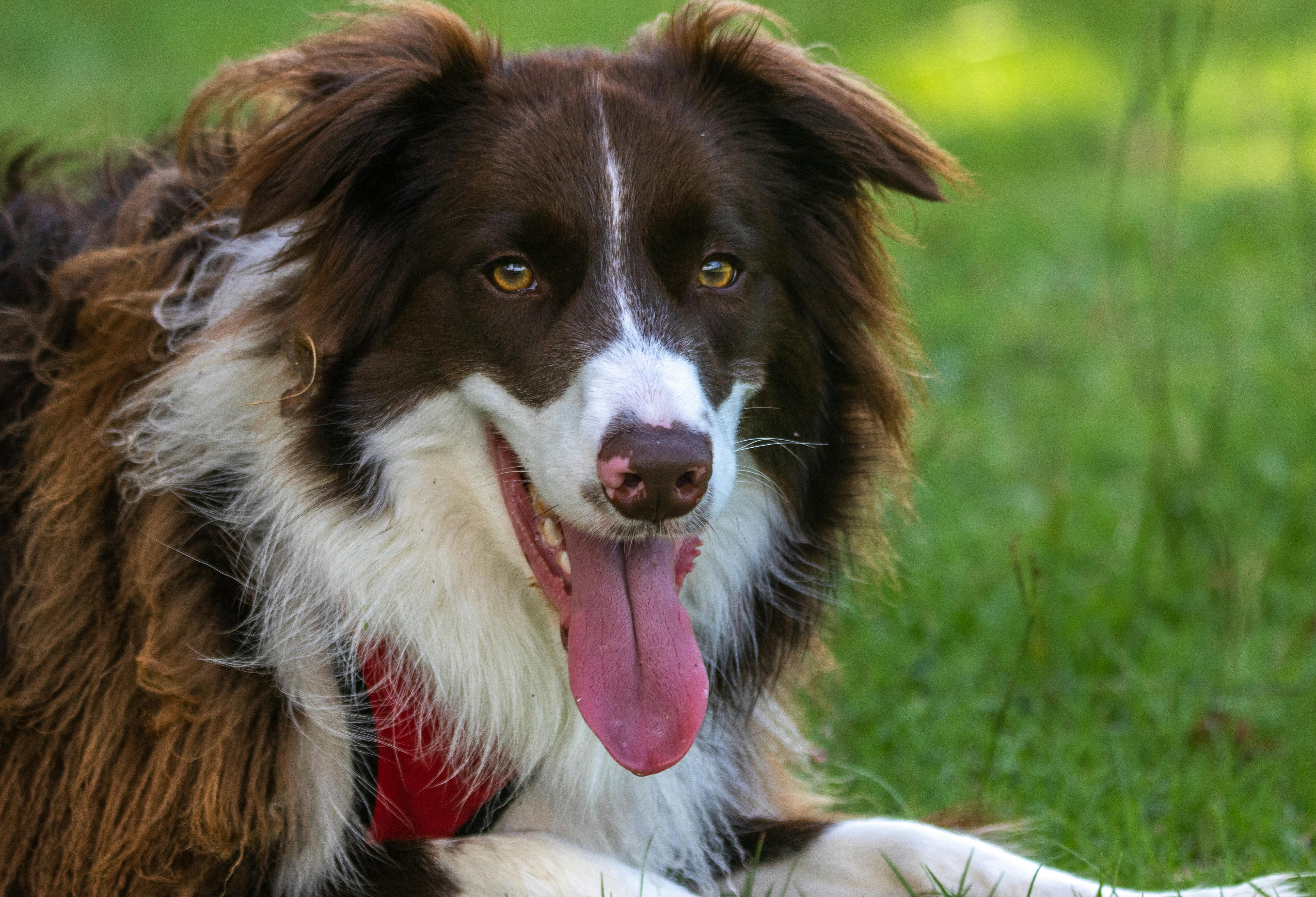 Close-Up Shot of a Dog