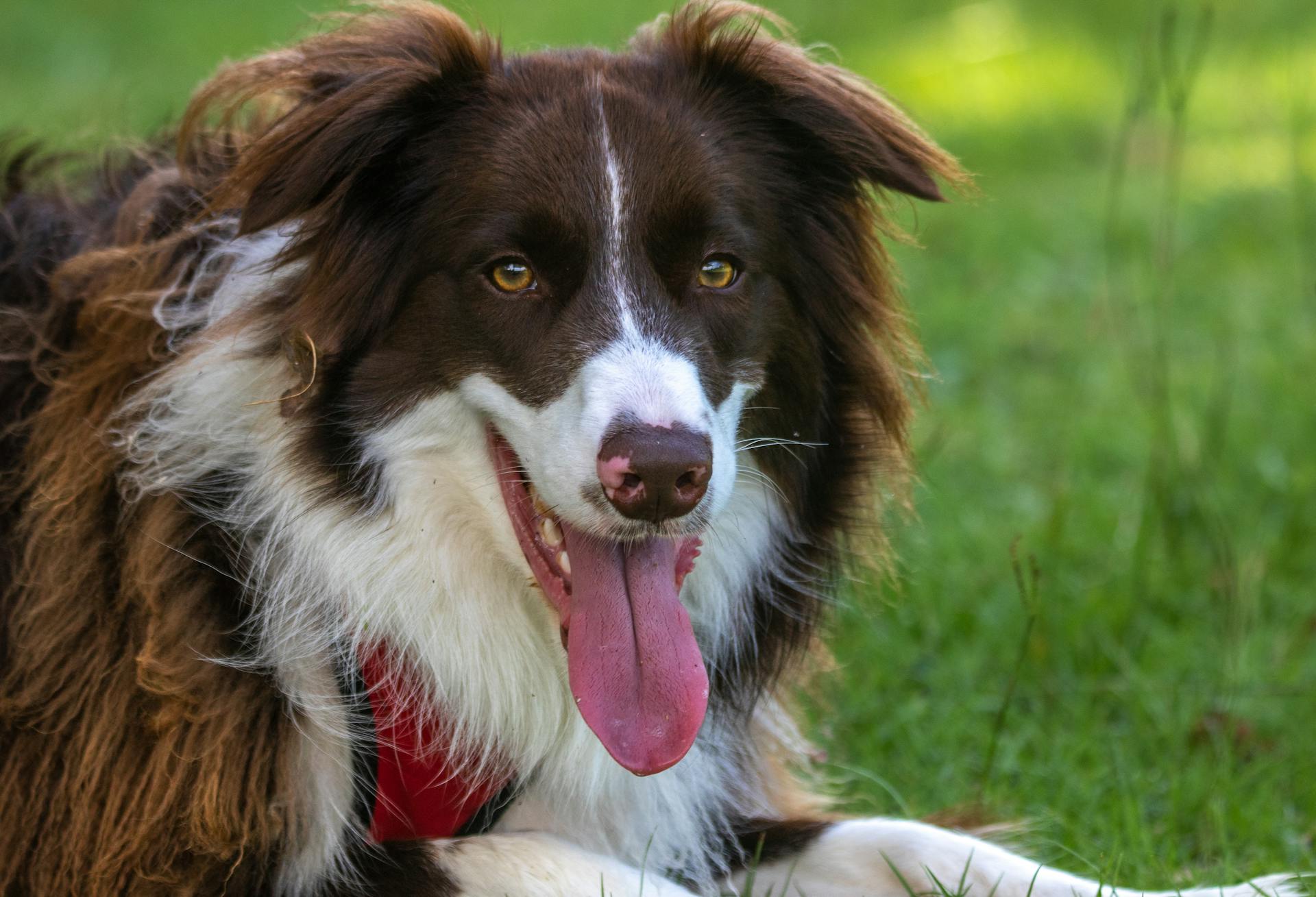 Close-Up Shot of a Dog