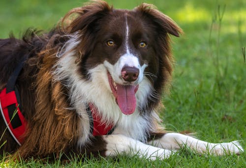 Free A Cute Border Collie Lying on Grass Stock Photo