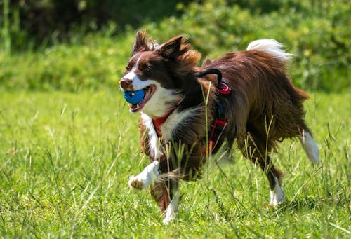 Free A Cute Border Collie Running on the Grass Stock Photo