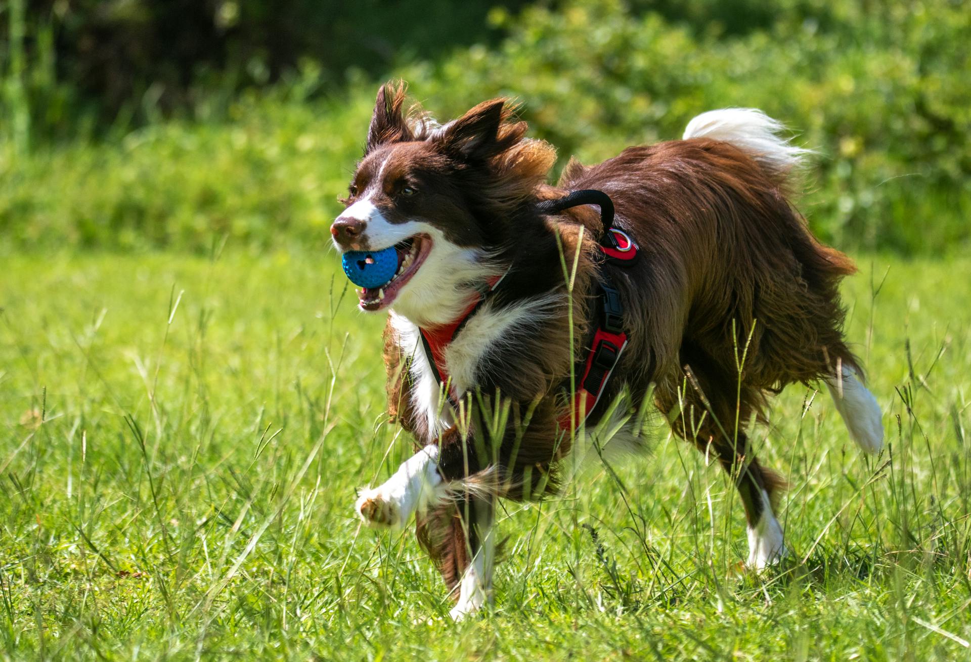 En söt bordercollie som springer på gräset