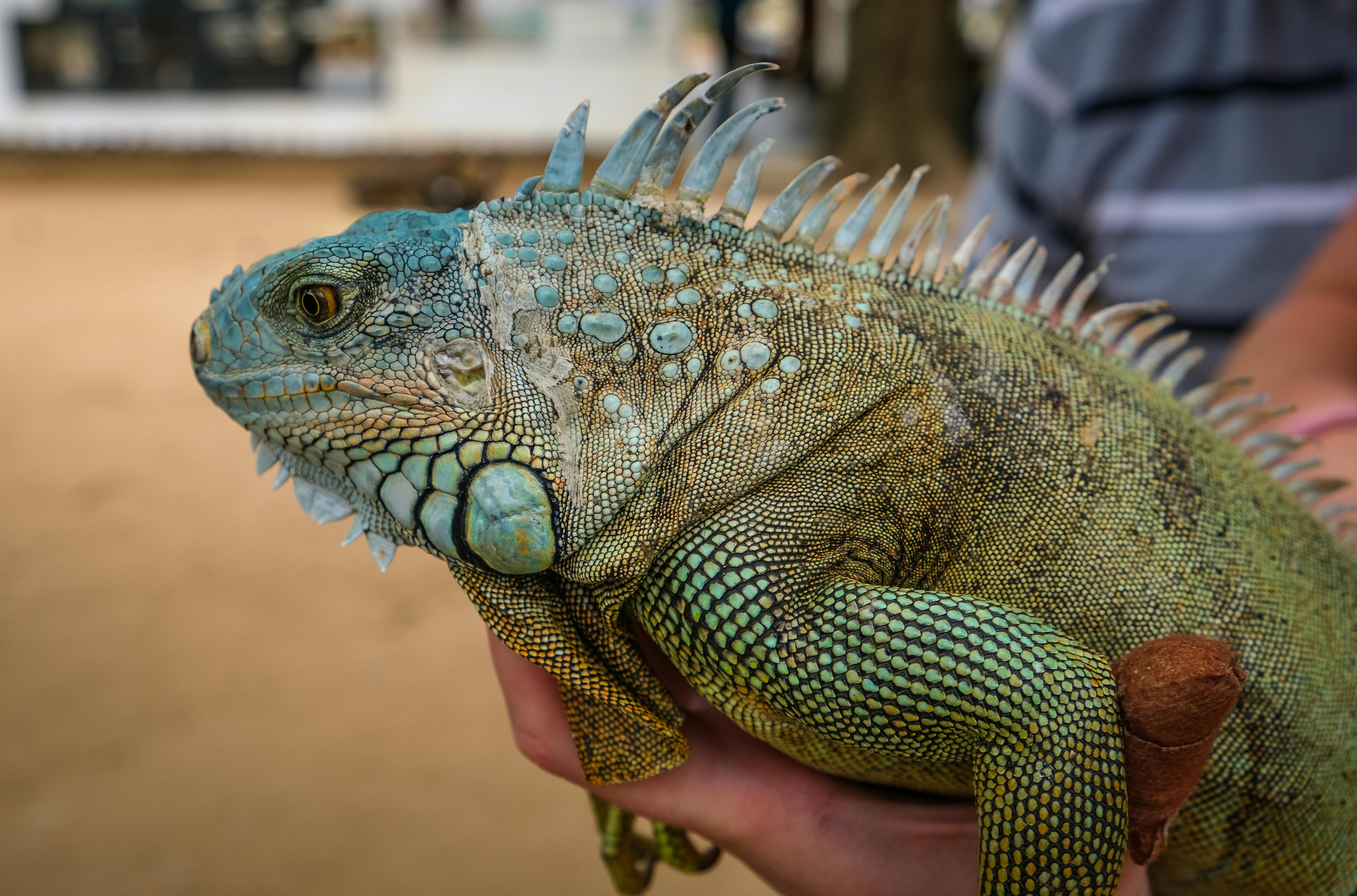 The Ultimate Iguana Care Handbook