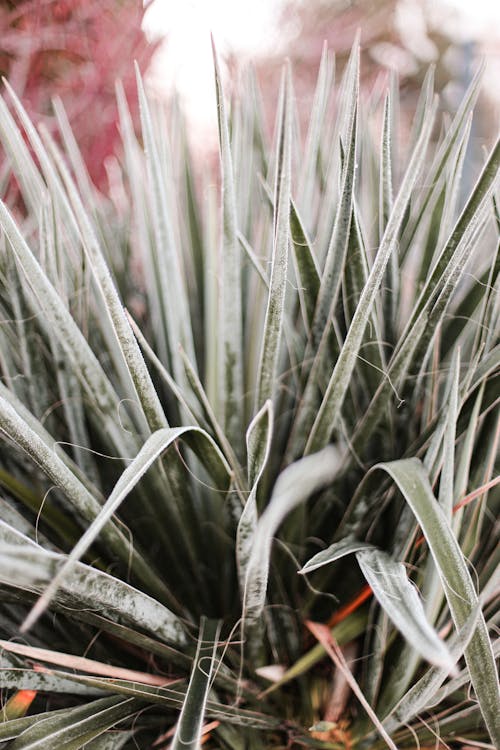 Foto d'estoc gratuïta de afilat, fulles, planta