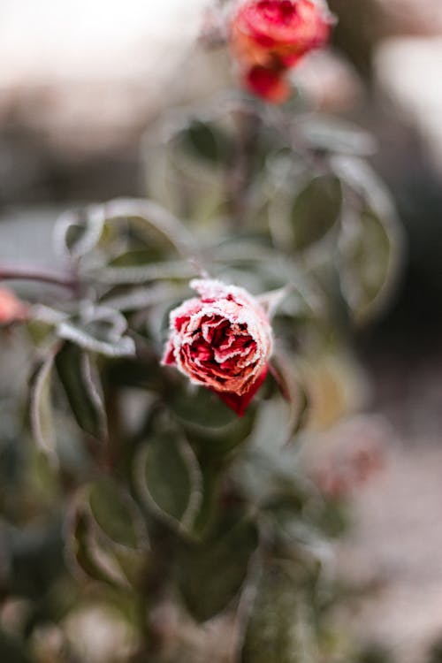 A Close-Up Shot of a Flower Bud with Snow