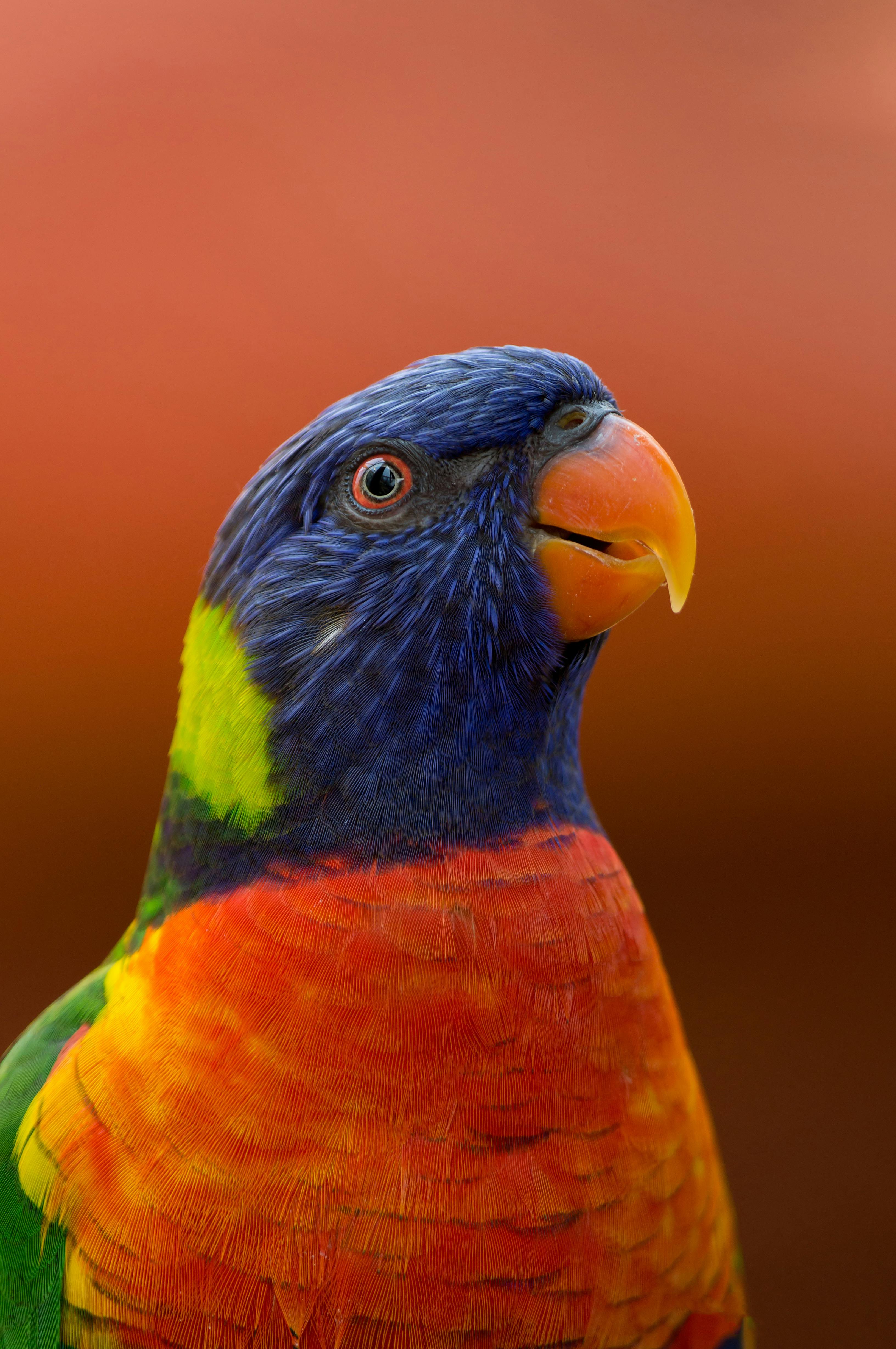 close up photo of parakeet
