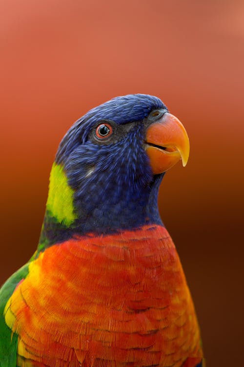 Gratis Fotografi Close Up Burung Beo Biru, Oranye, Dan Hijau Foto Stok