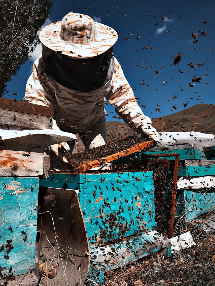 Bees Flying Around A Beekeeper