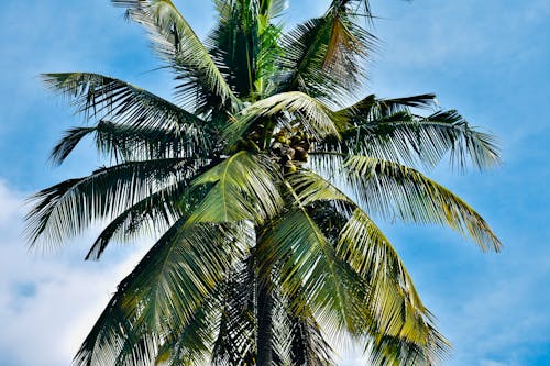 Foto d'estoc gratuïta de cel blau, coco, flora
