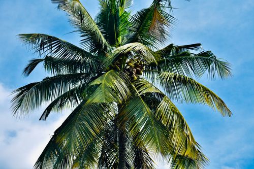 Free Close-up of a tropical coconut palm tree with coconuts set against a clear blue sky. Stock Photo