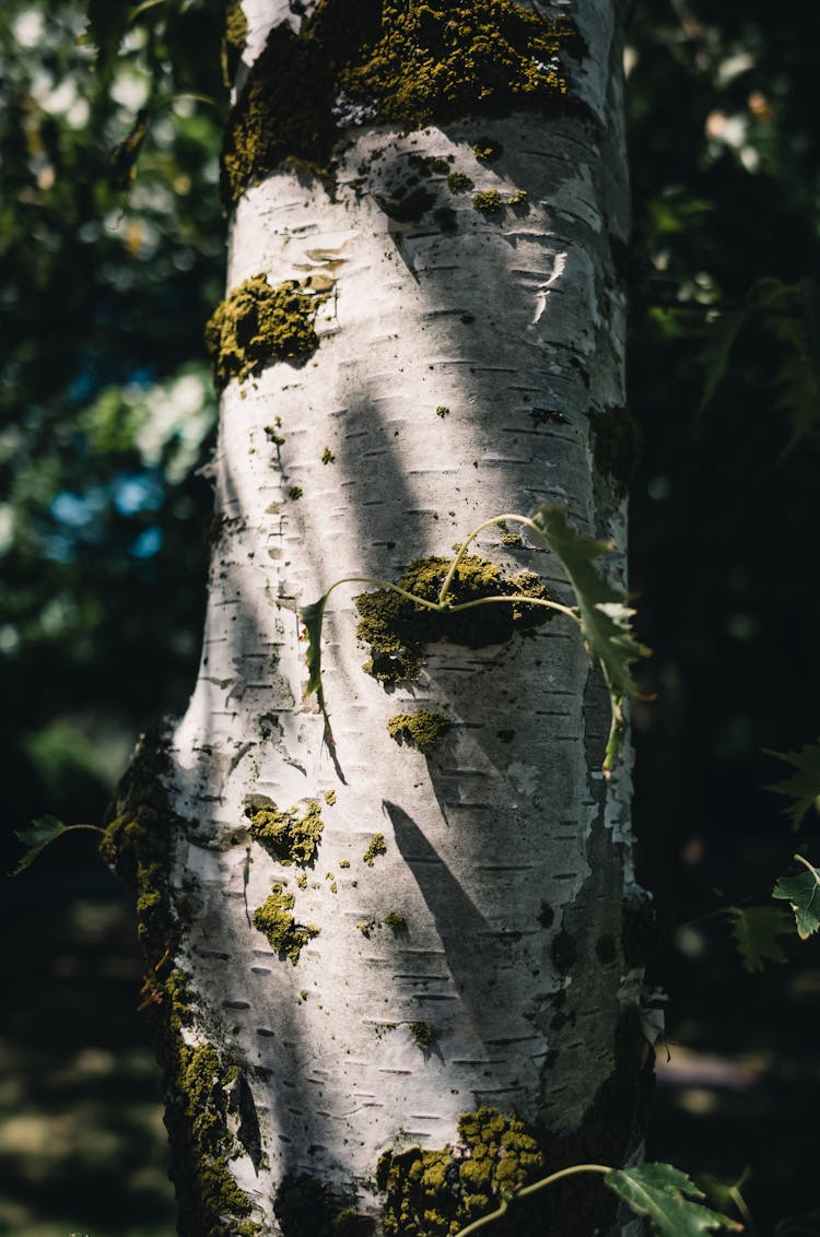 Close-up Of A Birch Tree Trunk 