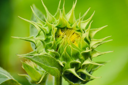 Free A Close-Up Shot of a Sunflower Bud Stock Photo