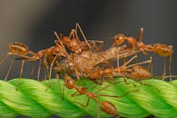A Macro Shot of Ants Carrying a Dead Insect