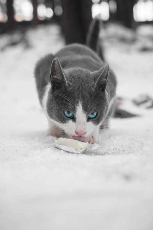 Free 
A Cat with Blue Eyes Stock Photo