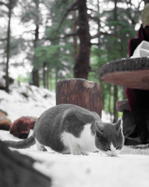 Shallow Focus of Bicolor Cat on Snow-Covered Ground