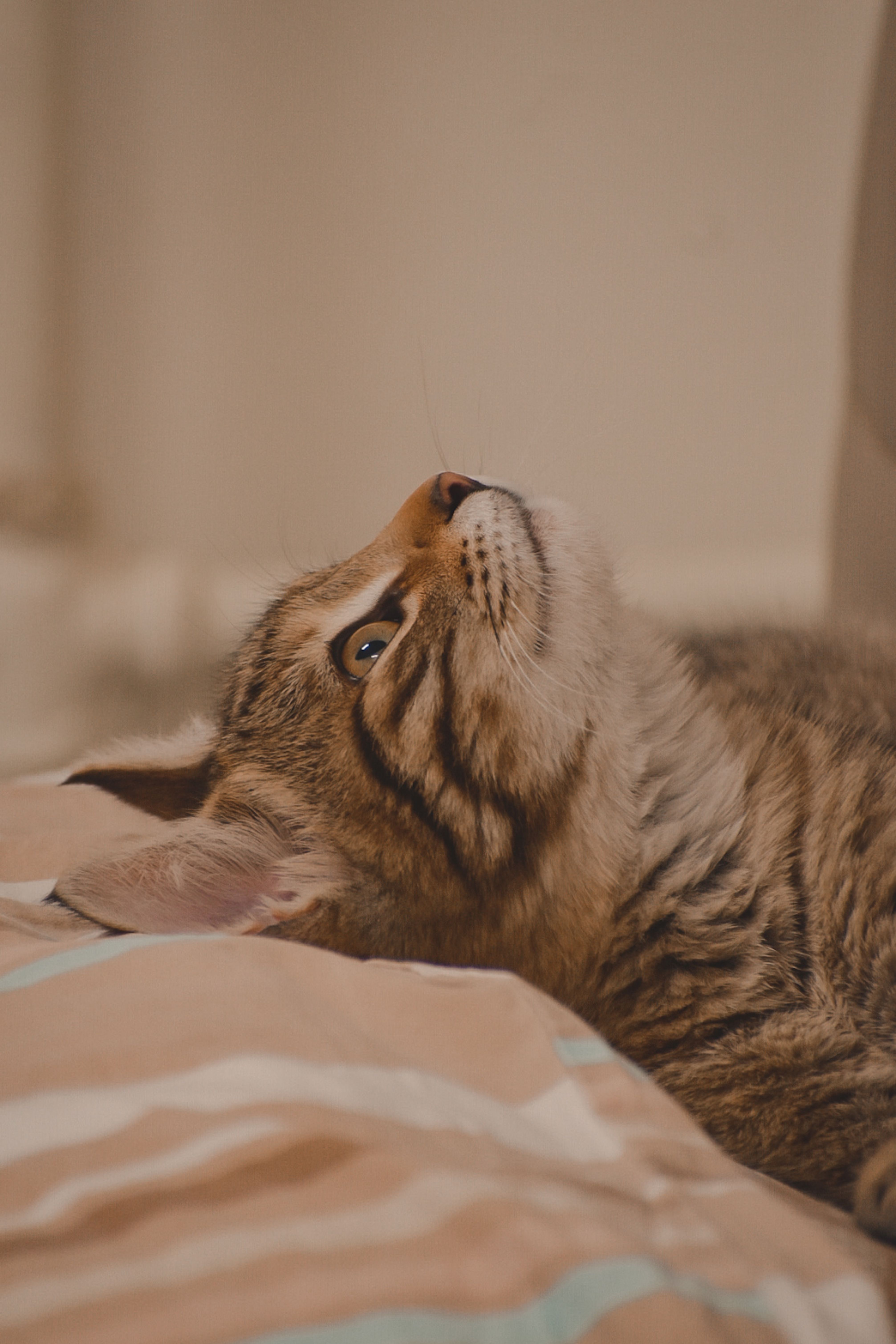 Close-Up Shot of a Calico Cat · Free Stock Photo