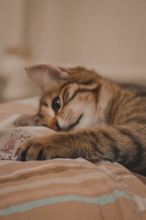 Free Tabby Cat Lying on Bed Stock Photo