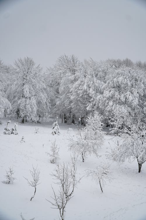 A Snow Covered Field and Trees