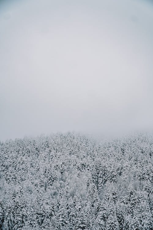 Δωρεάν στοκ φωτογραφιών με δέντρα, κατακόρυφη λήψη, κρύος καιρός
