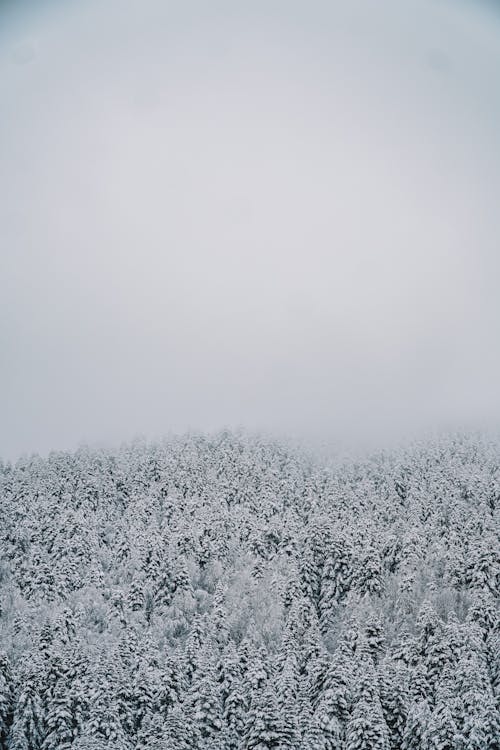 Foto d'estoc gratuïta de arbres, clima fred, cobert de neu