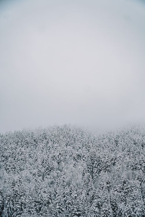 Free Serene winter landscape featuring a snow-covered forest under a cloudy sky in Bolu, Türkiye. Stock Photo
