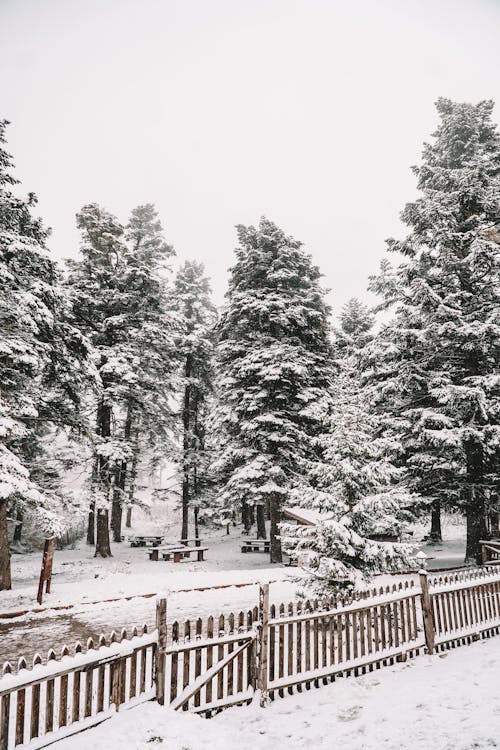 Trees at the Park Covered with Snow