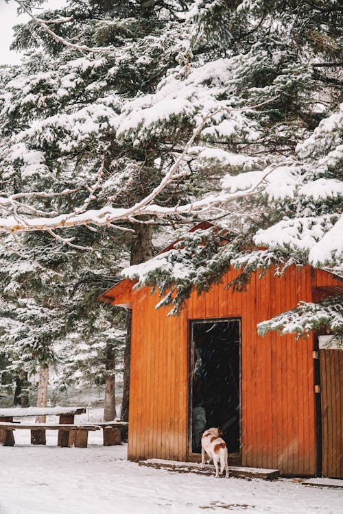 Cabin Near Trees Covered with Snow