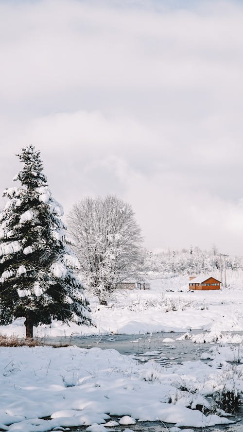 Winter Landscape of a Field, Trees and a Cabin Covered in Snow 
