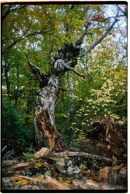 Foto stok gratis 35mm, batang pohon, cabang
