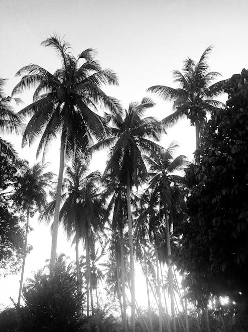 Grayscale Photo of Coconut Trees