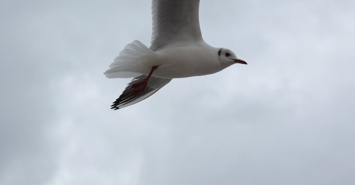 How to draw a flying bird realistic