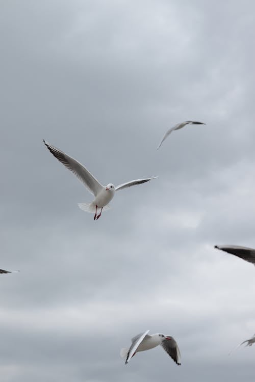 Photo of Seagulls Flying