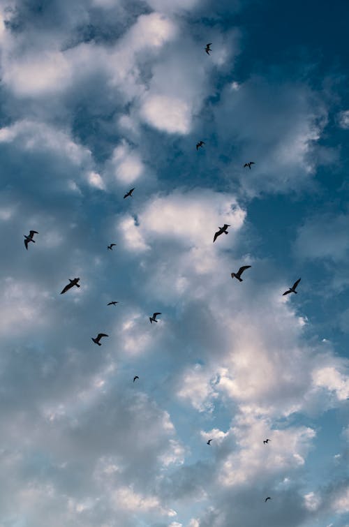 คลังภาพถ่ายฟรี ของ การบิน, ซิลูเอตต์, ท้องฟ้าครึ้ม