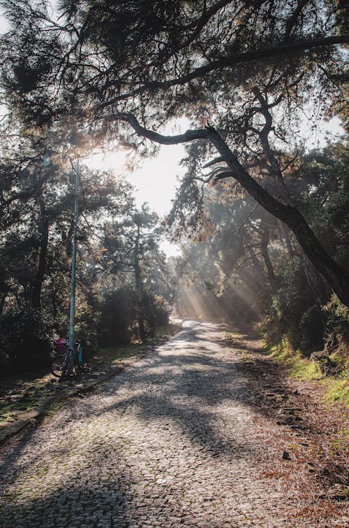 Foto profissional grátis de árvores, estrada de terra, floresta