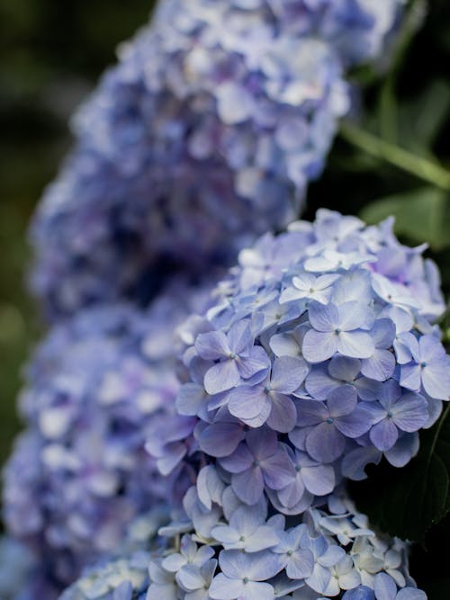Beautiful Hydrangea Flowers