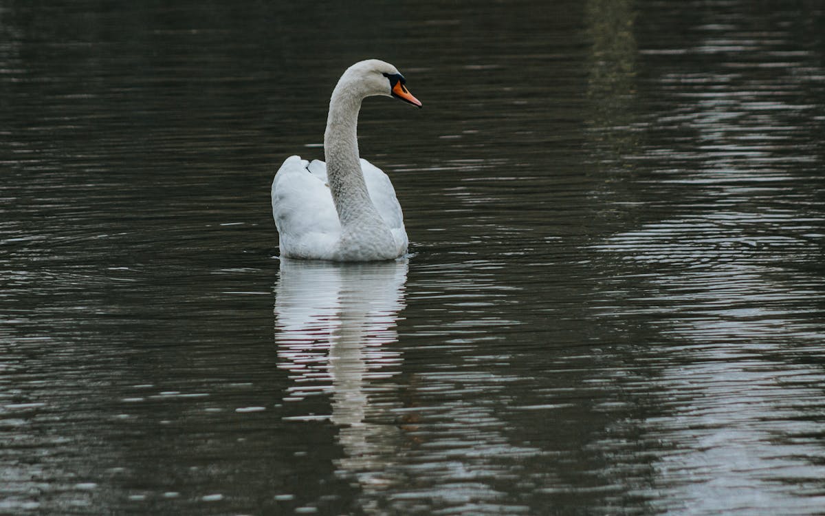 Foto d'estoc gratuïta de animal, au, au aquàtica