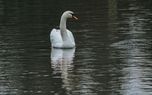 Free Elegant swan swimming in tranquil waters, reflecting on a serene day in Istanbul. Stock Photo