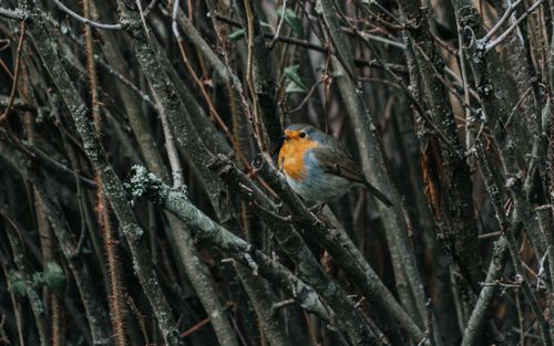 Free European robin perched among leafless branches in Istanbul, capturing the essence of winter wildlife. Stock Photo