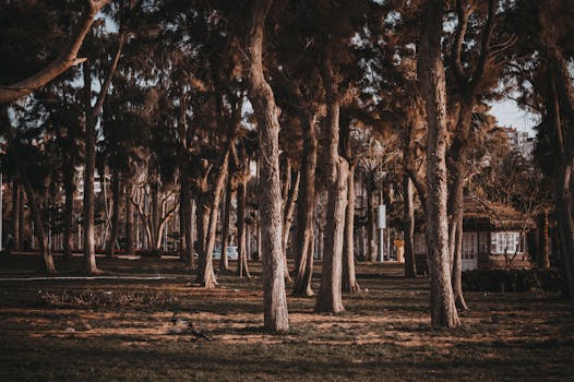 在埃及亚历山大宁静的森林公园里，阳光柔和，绿树成荫