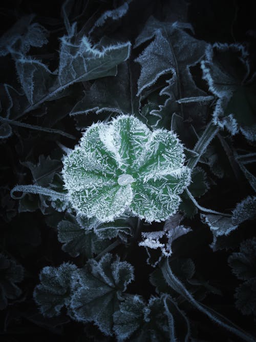Photograph of an Icy Leaf