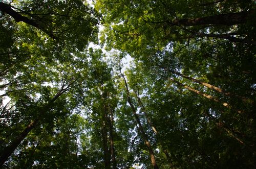 Free View of the lush green canopy of a dense forest showcasing the natural beauty of towering trees. Stock Photo