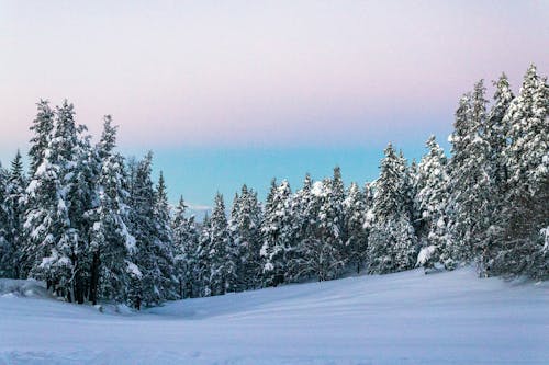 免费 下雪的, 冬季, 冷 的 免费素材图片 素材图片