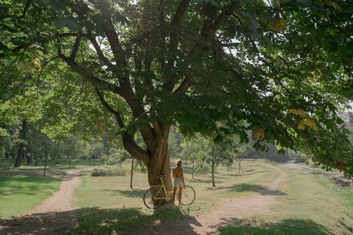 Fotos de stock gratuitas de árbol, bicicleta, de pie