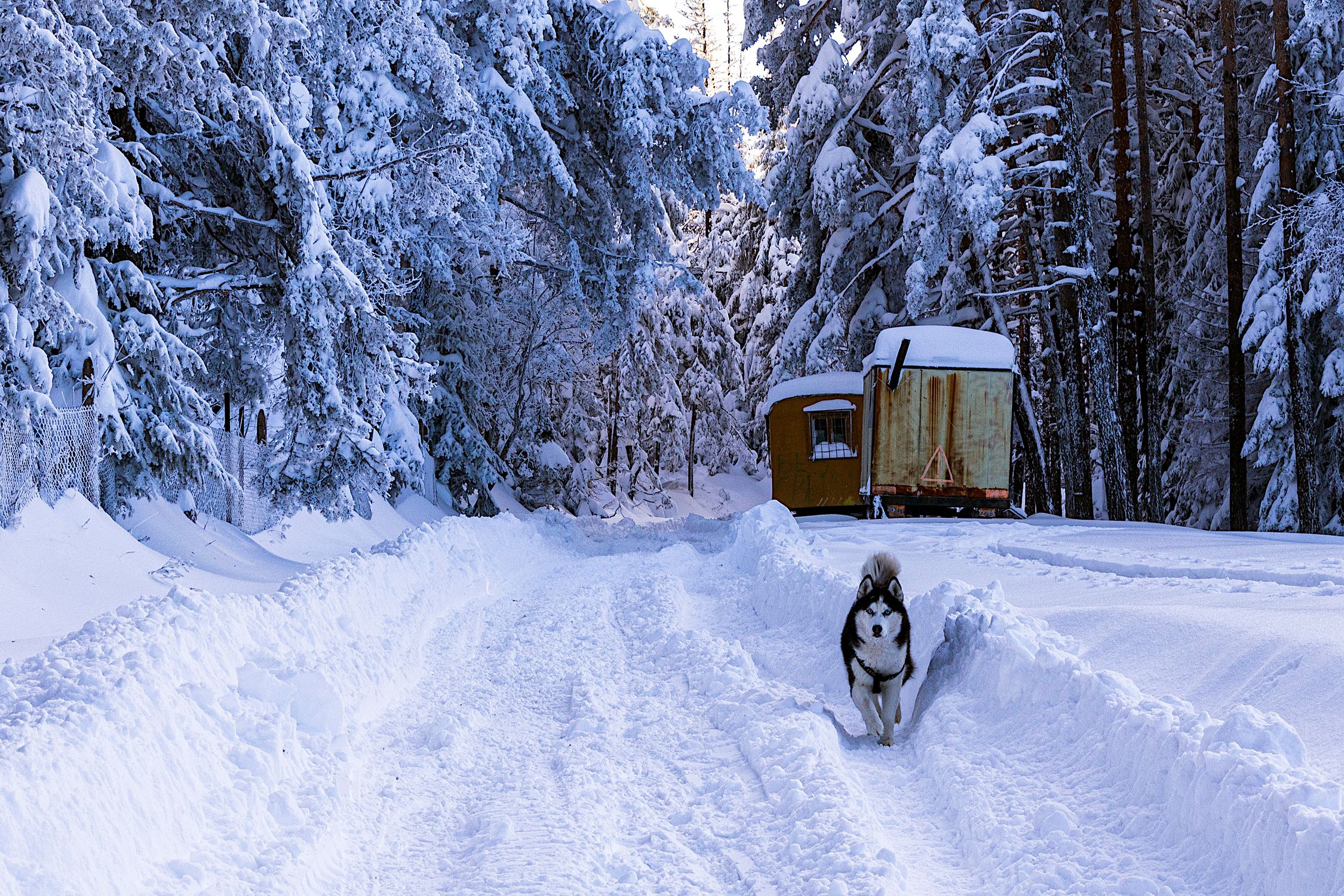 A Siberian Husky runs through a snow-covered forest path, showcasing winter's beauty.